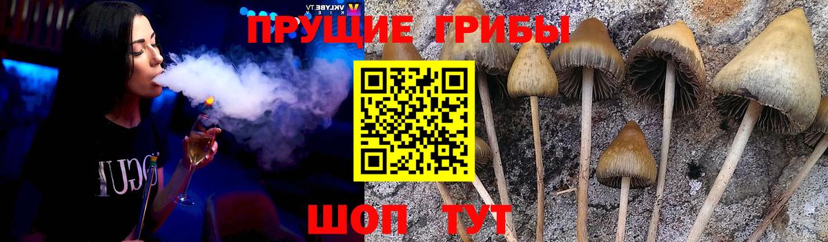 Галлюциногенные грибы Psilocybine cubensis Комсомольск-на-Амуре